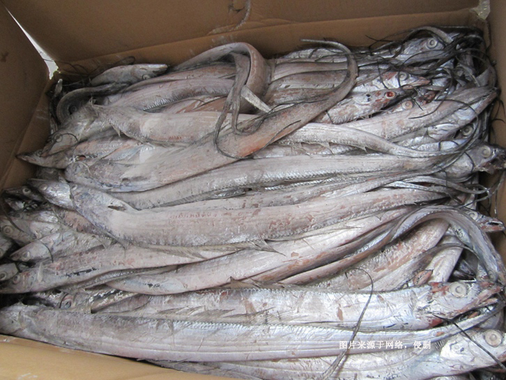 青島進口冷凍帶魚報關(guān)資料
