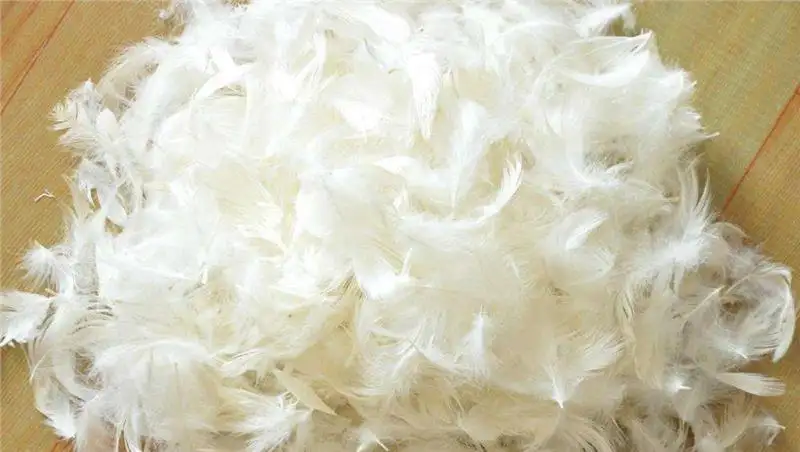 廣州鴕鳥毛進(jìn)口報(bào)關(guān)資料 廣州鴕鳥毛進(jìn)口報(bào)關(guān)資料